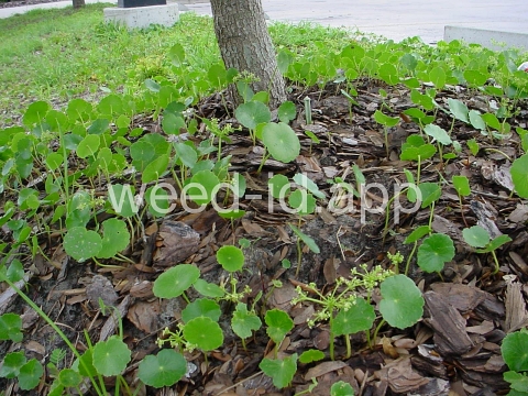 pennywort, whorled